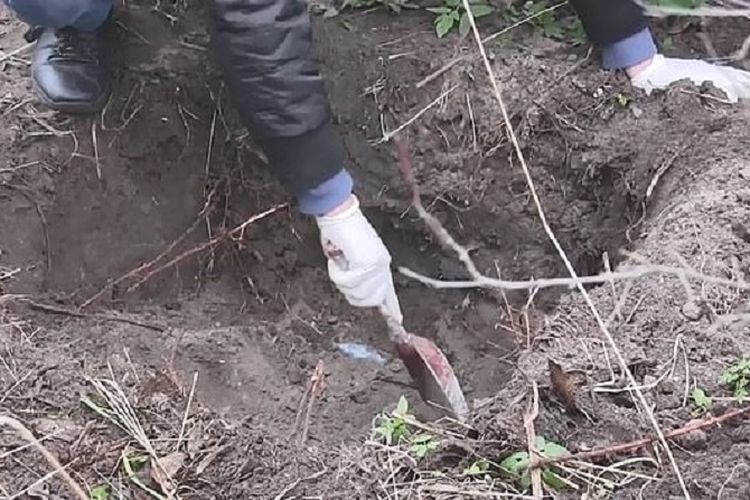 Polisi di Distrik Seredyno-Budsky, Ukraina, melakukan penggalian sebuah lubang di hutan. Lubang itu merupakan tempat penguburan bayi baru lahir. Si ibu, diidentifikasi bernama Hanna, dilaporkan sengaja menenggelamkan bayinya di kotoran manusia setelah melahirkan di toilet.