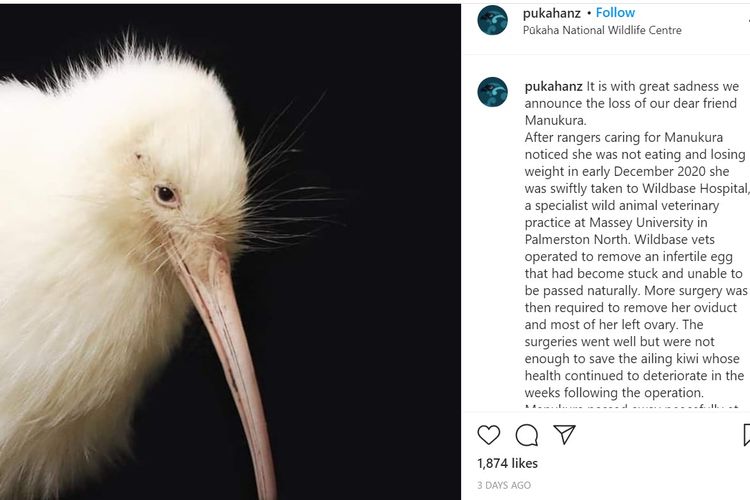 Manukura, salah satu spesies burung kiwi putih yang super langka di dunia, mati pada Minggu (27/12/2020) di Selandia Baru.