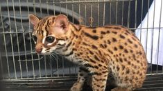 Jual 4 Ekor Kucing Kuwuk di Facebook, Wanita Ini Divonis 2,6 Tahun Penjara