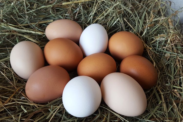Telur ayam bisa berbeda warna cangkangnya, dari putih, coklat, hingga putih kehijauan.