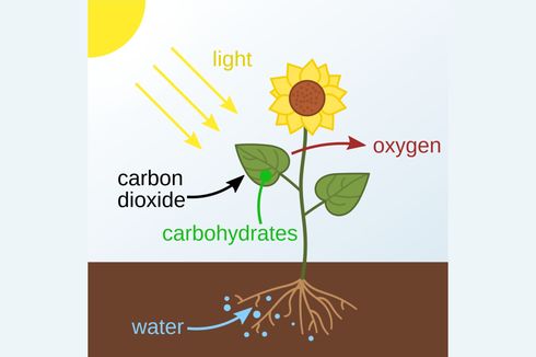 Bagaimana Proses Fotosintesis Terjadi? Siswa Segera Cek