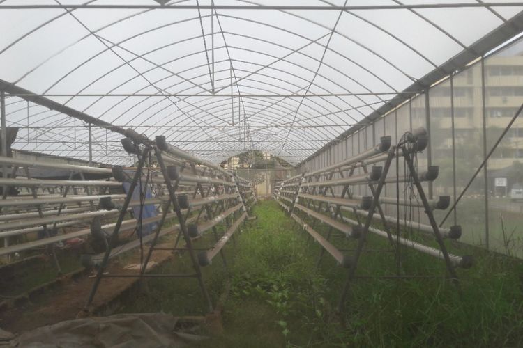 Bagian dalam greenhouse di Rusun Marunda yang ditumbuhi rumput liar.