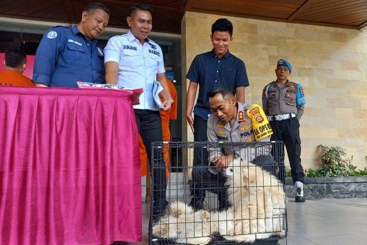 Jajaran kepolisian dari Pores Klungkung, Selasa (5/12/2023) menunjukan barang bukti beberapa ekor anjing, yang dibeli menggunakan uang hasil pencurian. 
