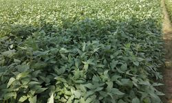 Jamin Ketersediaan Kedelai, Kementan Fasilitasi Pengembangan Lahan Pertanian di Grobogan