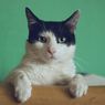 Ilmuwan Temukan Cara Berkomunikasi dengan Kucing, Pernah Coba?