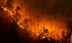 1 Miliar Orang Terpapar Asap Kebakaran Hutan Tiap Tahun
