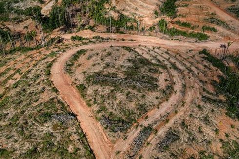 Jutaan Hektar Hutan RI Habis Dibabat secara Ilegal untuk Sawit