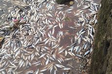 Ribuan Ikan Mati Ditemukan di Pantai Baubau