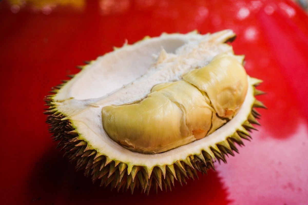 Ilustrasi apakah durian menyebabkan kolesterol dan darah tinggi?