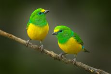 4 Penyebab Burung Berkicau, dari Berkomunikasi sampai Ingin Pacaran