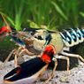 Potensi Lobster RI Melimpah, tapi Teknologi hingga Infrastruktur Belum Memadai