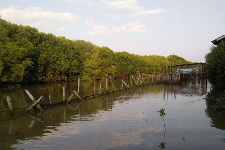 Deretan pohon mangrove yang ada di KEE Ujungpangkah.