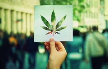 Ilustrasi ganja.