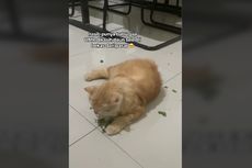 Viral, Video Kucing Disebut 