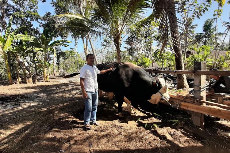 Sapi Simental Bantuan Presiden Joko Widodo di Dusun Watu Gilang B, Mulusan, Gunungkidul, Yogyakarta Jumat (9/8/2019)