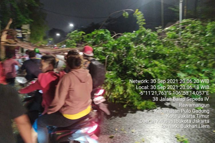 Hujan dan angin kencang mengakibatkan sebuah pohon tumbang di Jalan Kayu Jati V, Rawamangun, Pulogadung, Jakarta Timur, Kamis (30/9/2021) petang.