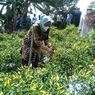 Harga Cabai di Nunukan Naik sampai Rp 120.000, Kurang Laku dan Sering Kali hingga Membusuk