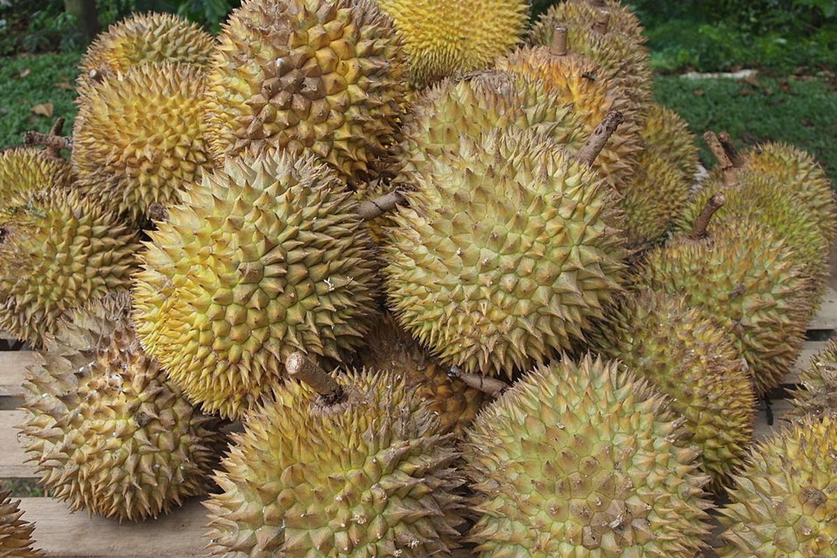 Ilustrasi durian, buah durian. 
