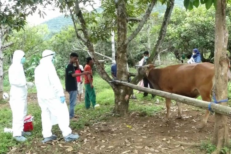 Some officials in South Sulawesi examine cattle in a farm in Palopo city. 