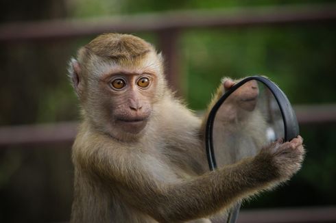 7 Karakteristik Monyet, Salah Satu Hewan Cerdas di Bumi