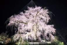 Nikmati Kecantikan Sakura yang Berbeda pada Malam Hari
