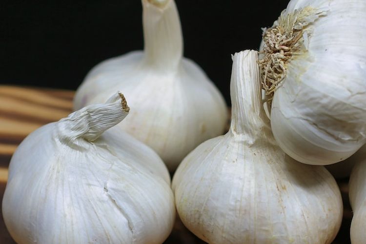Ilustrasi bawang putih