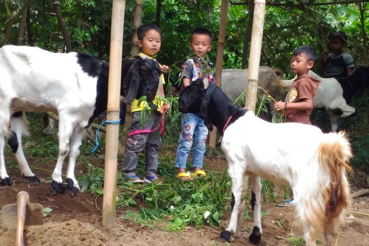 Kementerian Pertanian memberikan bantuan kambing untuk setiap rumah tangga miskin di Kabupaten Bondowoso, Jawa Timur, Selasa (22/5/2018). Bantuan itu terkait program Bedah Kemiskinan, Rakyat Sejahtera untuk mengurangi angka kemiskinan.