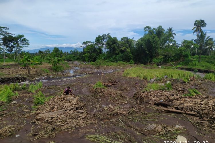 Lahan tanaman padi milik petani di Dusuns Juroju Desa Sumbersalah Kecamatan Ledokombo Jember yang terdampak banjir 