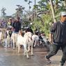 Pengungsi Erupsi Semeru Balik ke Rumah untuk Selamatkan Hewan Ternak