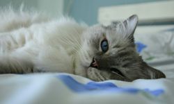 Amankah Tidur Bareng Kucing di Rumah? Ini Kata Ahli