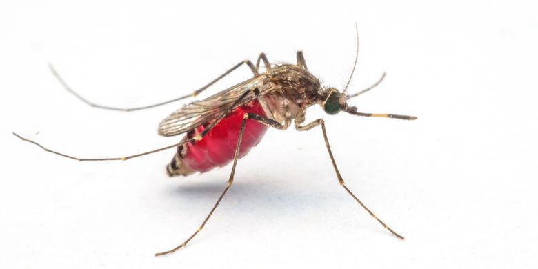 Ilustrasi nyamuk, mosquito-borne disease