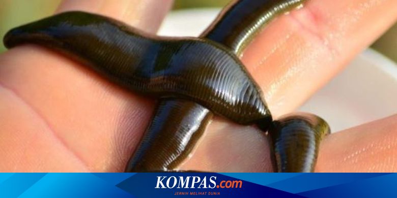Lintah Masuk Ke Penis Pria Ini Saat Berenang Sedot 1 Liter Darah Halaman All Kompas Com