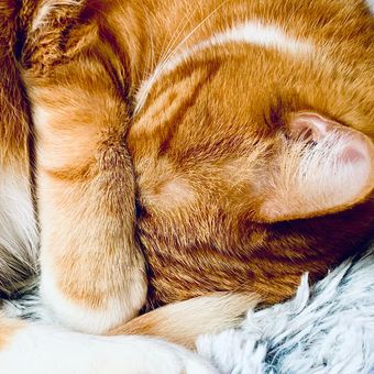 Ada beberapa alasan mengapa kucing suka tidur dengan menutup wajahnya, salah satunya untuk menyembunyikan wajah demi alasan keamanan.