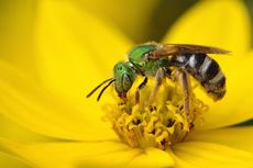 Hari Lebah Sedunia, Serangga Kecil Penopang Ketahanan Pangan Dunia