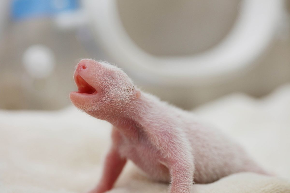 Bayi panda raksasa yang lahir hanya seberat 100 gram saja, buta dan lemah tak berdaya. 