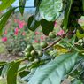 Harga Kopi Capai Titik Termahal dalam 50 Tahun, Sayangnya Perubahan Iklim Sebabnya