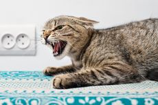 Rabies pada Kucing, Berikut Penyebab dan Gejala yang Perlu Diwaspadai