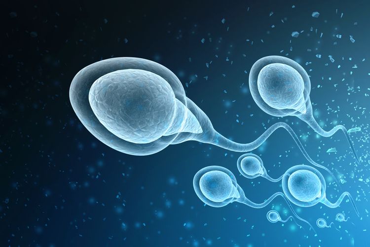 Ilustrasi sperma, pria tidak subur