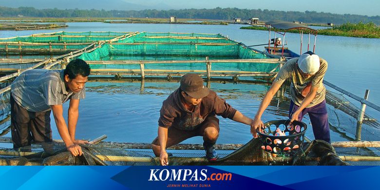 Nilai Strategis Perikanan Budidaya Dalam Menopang Ketahanan Pangan Halaman All Kompas Com