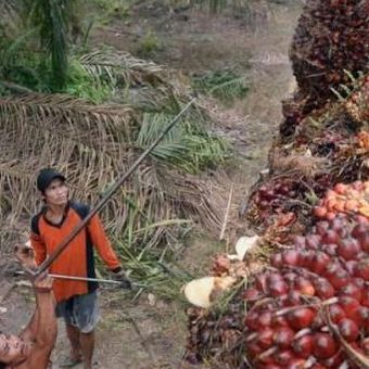 Ilustrasi kelapa sawit