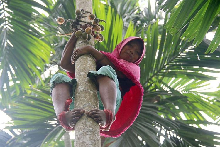 Siti Hajar (35) memanjat pohon pinang milik warga di Desa Paloh Mampree, Kecamatan Peusangan Siblah Krueng, Kabupaten Bireun, Jumat (31/1/2020). Demi membiayai keluarga, Siti memanjat puluhan pohon pinang dengan rata-rata ketinggian 5-10 meter tiap harinya, dengan upah yang diterima sebagai pemanjat pinang Rp 2000 per batang.