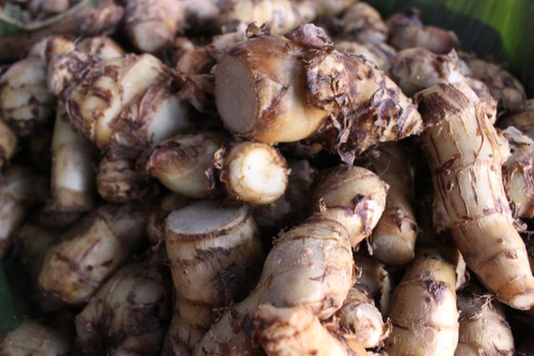 Ilustrasi umbi ganyong