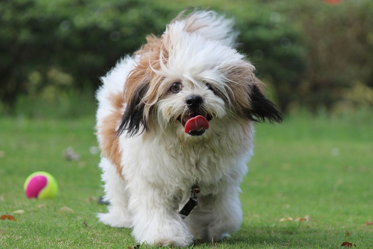 Ilustrasi anjing jenis Lhasa Apso. 