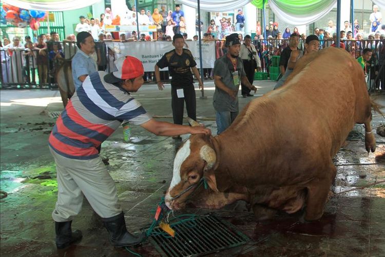 Sapi sumbangan Presiden Jokowi dan Gubernur Sumatera Selatan Herman Deru saat dipotong di Masjid Sultan Mahmud Badaruddin Palembang, Sabtu (11/8/2019).