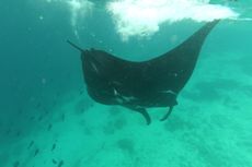 Serunya Berenang Bareng Pari Manta, Ikan Besar Bersayap