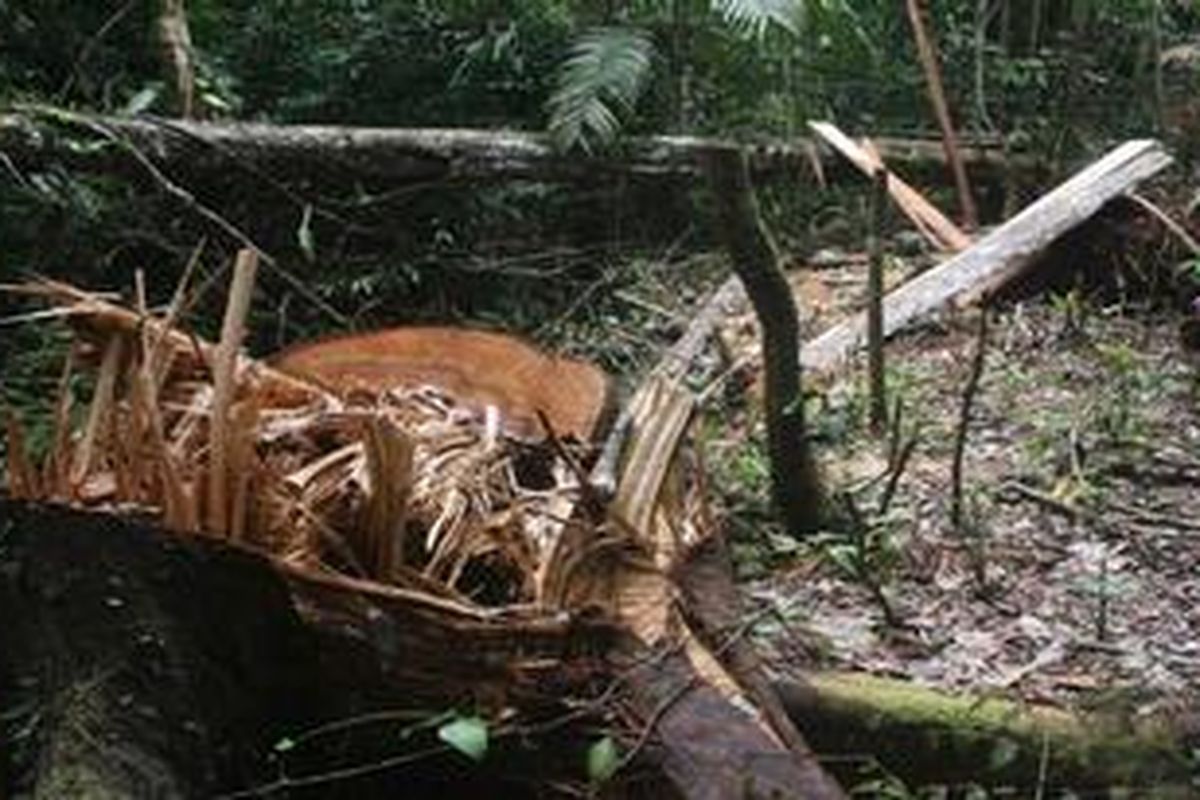 Ilustrasi: Pembalakan liar.