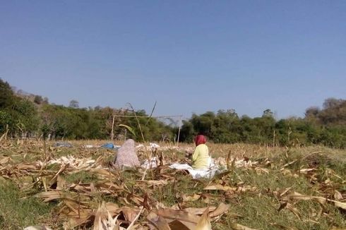 Cerita Petani di Sumbawa Menangis Harga Jagung Anjlok Rp 2.900 Per Kilogram
