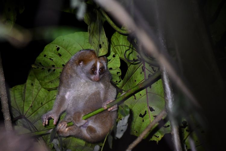 Kukang yang ditemui di Arboretum Busang terdiri dari dewasa, remaja, induk dan anak. Ini menunjukkan bahwa populasi kukang di area ini berkembang dengan baik.
