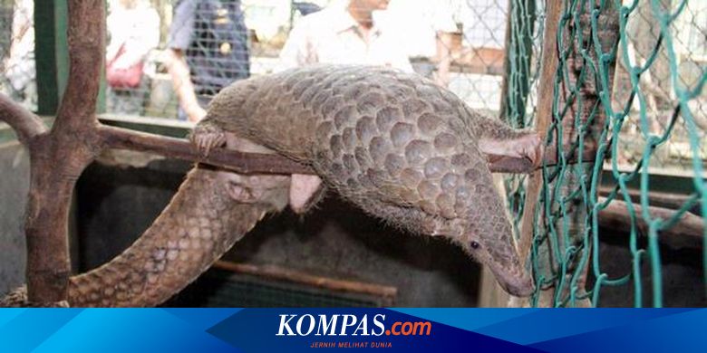 Bahan Baku Obat Dari Alam Halaman All Kompas Com