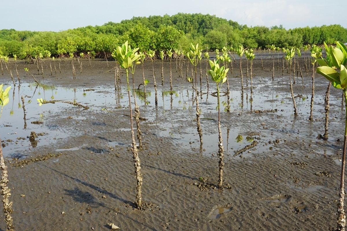 Ilustrasi tanaman mangrove. 